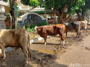 Idul Adha 2024, Polda Metro Jaya Kurban 155 Sapi dan 37 Kambing