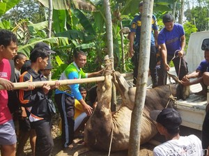 2 Sapi Kurban di Klaten Lepas, Ada yang Panggil Damkar-Dipotong di Lokasi
