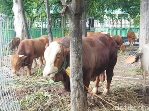 Doa Menyembelih Hewan Kurban Idul Adha Lengkap Tata Cara-Waktunya