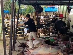 2 Sapi Kurban di Padang Ngamuk dan Kabur Saat Hendak Disembelih