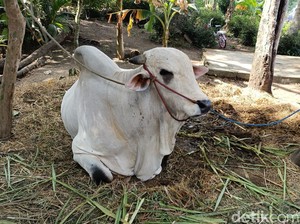 Sapi Sultan HB X Jadi Hewan Kurban Satu-satunya di Masjid Ar Rahman Sleman