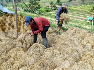 Produksi Beras RI Diprediksi Tembus 34 Juta Ton Tahun Ini