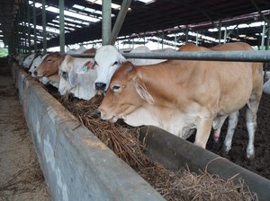BUMN Pangan Potong Ratusan Hewan Kurban, Konsumsi Protein Hewani Meningkat