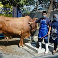 Peternak Kambing Ini Sukses Kembangkan Usaha Berkat Pemberdayaan BRI