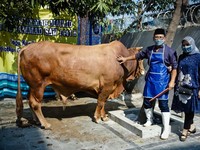 Peternak Kambing Ini Sukses Kembangkan Usaha Berkat Pemberdayaan BRI