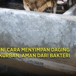 Ini Cara Menyimpan Daging Kurban, Aman dari Bakteri
