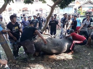 Oplos LPG demi Bayar Utang Bank-Sapi Jokowi Bangkit Setelah Disembelih