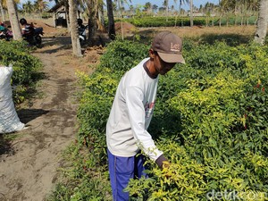 Ketar-ketir Petani Cabai Kulon Progo Panen di Tengah Ancaman Virus Gemini