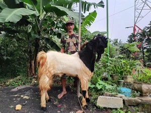 Dibina BRI, Sukateno Bantu Geliatkan Ekonomi Desa dengan Beternak Kambing