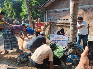 Penyembelihan Sapi Kurban Jokowi di Lombok Tengah Libatkan 30 Orang