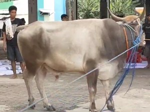 Sapi Kurban di Tangsel Ngamuk hingga Rusak Motor, Sempat Duel Lawan Polisi