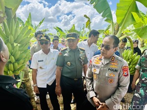 Kapolda-Pangdam Tinjau Budidaya Pisang Cavendish Produk Unggulan di Bone