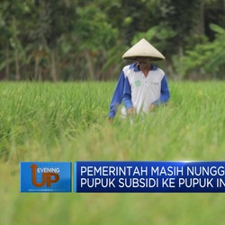 Video : Pemerintah Nunggak Rp12,5 M Pupuk Subsidi