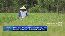 Video : Pemerintah Nunggak Rp12,5 M Pupuk Subsidi