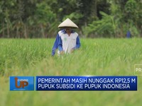 Video : Pemerintah Nunggak Rp12,5 M Pupuk Subsidi