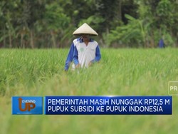 Video : Pemerintah Nunggak Rp12,5 M Pupuk Subsidi