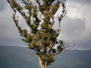 Ada Pohon Berjalan Setinggi 32 Meter di Selandia Baru, Seperti Apa Wujudnya?