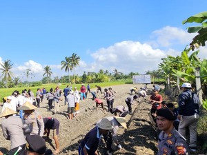 Polda Bali Tanam Sorgum di Lahan Tak Produktif