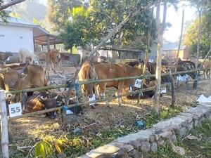 Turki Sumbang 1.000 Sapi Kurban ke Pulau Sumbawa, 100 Ekor untuk Bima
