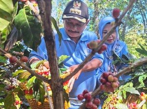 Cara Bung Karna Pacu Petani Kopi Situbondo Tingkatkan Kualitas Ekspor