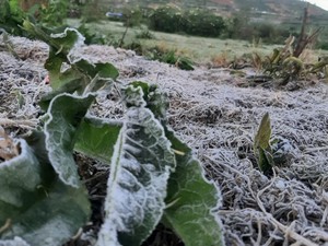 Embun Es Dieng Muncul Berturut-turut, Suhu Minus 1,2 Derajat Celsius