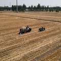 BPS Bawa Kabar Baik Buat Peternak, Ada Berkah dari Petani
