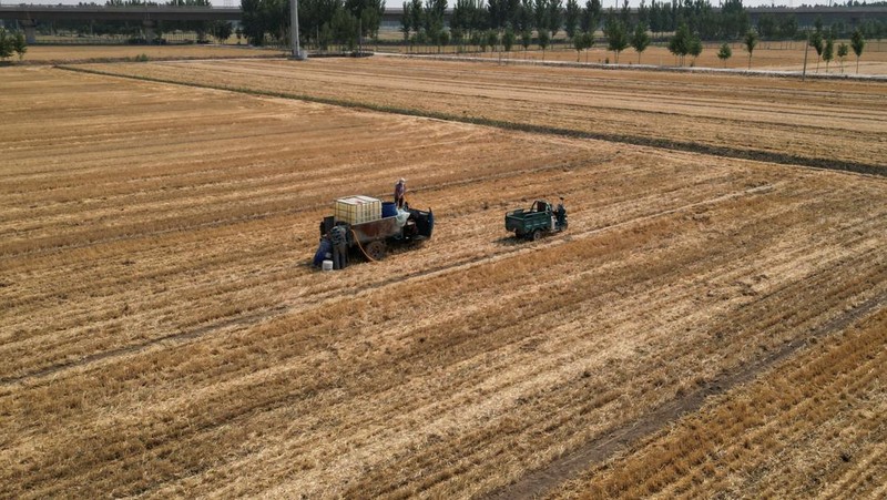 Pemandangan drone menunjukkan para petani menyiram ladang dengan jagung yang baru ditanam, di tengah peringatan oranye akan gelombang panas di wilayah yang dilanda kekeringan, di Jinan, provinsi Shandong, Tiongkok, 20 Juni 2024. (REUTERS/Xihao Jiang)