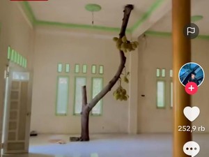 Viral Pohon Nangka Tumbuh Dalam Rumah Sampai Tembus Plafon, Netizen Heboh