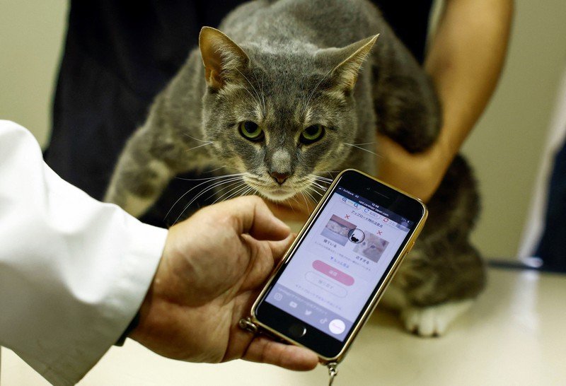 Profesor Universitas Nihon dan kepala Pusat Medis Hewan Universitas Nihon Kazuya Edamura, 49, melakukan pemeriksaan X-ray pada seekor kucing di pusat medis di Fujisawa, selatan Tokyo, Jepang 11 Juni 2024. Profesor Universitas Nihon dan kepala Pusat Medis Hewan Universitas Nihon Kazuya Edamura, 49, melakukan pemeriksaan X-ray pada seekor kucing di pusat medis di Fujisawa, selatan Tokyo, Jepang 11 Juni 2024. (REUTERS/Issei Kato)