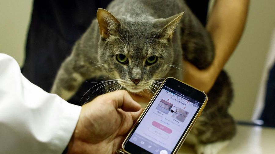 Profesor Universitas Nihon dan kepala Pusat Medis Hewan Universitas Nihon Kazuya Edamura, 49, menggunakan 'CatsMe!', sebuah aplikasi ponsel cerdas berbasis AI yang dikembangkan bersama oleh startup teknologi Carelogy dan peneliti di Universitas Nihon yang dimaksudkan untuk mengetahui saat kucing merasakan sakit. saat pemeriksaan kucing di pusat kesehatan di Fujisawa, selatan Tokyo, Jepang 11 Juni 2024. (REUTERS/Issei Kato)