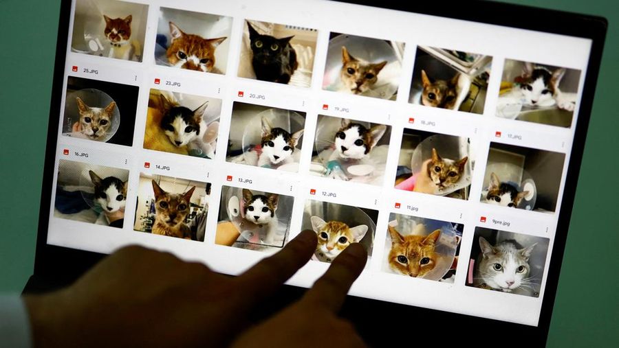 Profesor Universitas Nihon dan kepala Pusat Medis Hewan Universitas Nihon Kazuya Edamura, 49, melakukan pemeriksaan X-ray pada seekor kucing di pusat medis di Fujisawa, selatan Tokyo, Jepang 11 Juni 2024. (REUTERS/Issei Kato)