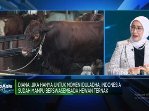 Rupiah Melemah & RI Ganti Presiden, Gimana Nasib Bisnis Impor Daging?