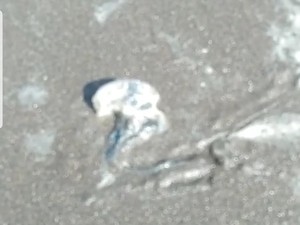 Awas! Ubur-ubur Diduga Beracun Bermunculan di Pantai Watu Ulo