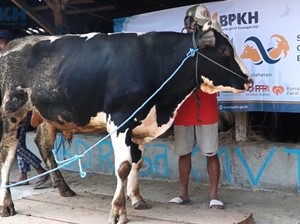 BPKH Salurkan 1.554 Hewan Kurban, Sebagian Diolah Jadi Makanan Siap Saji