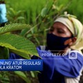 Video:Tata Kelola Kratom Hingga Militer China &Filipina Bentrok di LCS