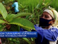 Video:Tata Kelola Kratom Hingga Militer China &Filipina Bentrok di LCS