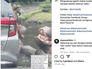 Taman Safari: Pengunjung Beri Kuda Nil Sampah Juga Langgar Aturan Lain