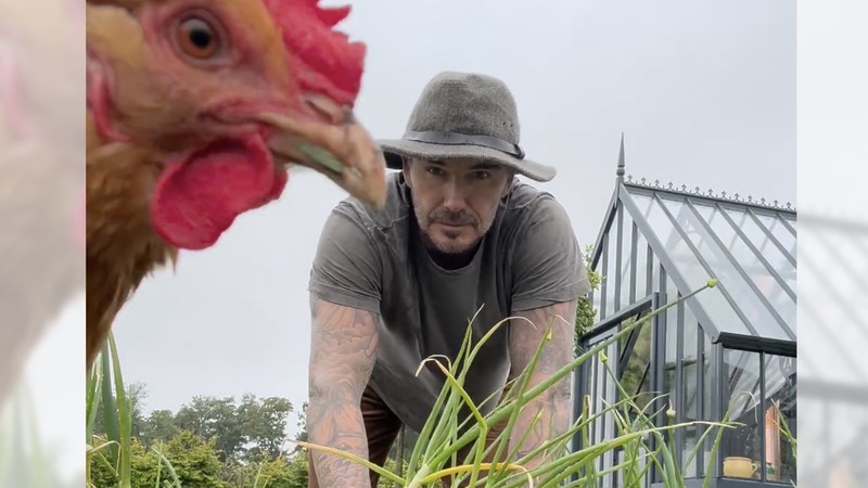 Mantan pesepakbola asal Inggris, David Beckham tengah menggeluti hobi baru bersama keluarganya yakni berkebun daun bawang dan mawar di pekarangan rumahnya. Mantan pesepakbola asal Inggris, David Beckham tengah menggeluti hobi baru bersama keluarganya yakni berkebun daun bawang dan mawar di pekarangan rumahnya. (Instagram @davidbeckham)