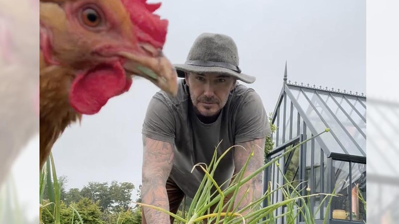 Mantan pesepakbola asal Inggris, David Beckham tengah menggeluti hobi baru bersama keluarganya yakni berkebun daun bawang dan mawar di pekarangan rumahnya. (Instagram @davidbeckham)