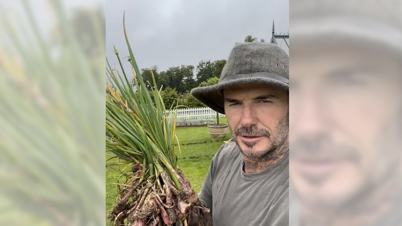 Mantan pesepakbola asal Inggris, David Beckham tengah menggeluti hobi baru bersama keluarganya yakni berkebun daun bawang dan mawar di pekarangan rumahnya. Mantan pesepakbola asal Inggris, David Beckham tengah menggeluti hobi baru bersama keluarganya yakni berkebun daun bawang dan mawar di pekarangan rumahnya. (Instagram @davidbeckham)