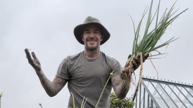 Mantan pesepakbola asal Inggris, David Beckham tengah menggeluti hobi baru bersama keluarganya yakni berkebun daun bawang dan mawar di pekarangan rumahnya. Mantan pesepakbola asal Inggris, David Beckham tengah menggeluti hobi baru bersama keluarganya yakni berkebun daun bawang dan mawar di pekarangan rumahnya. (Instagram @davidbeckham)