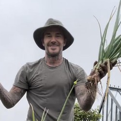 Tetap Seksi! Potret David Beckham Alih Profesi: Beternak Ayam-Bertani