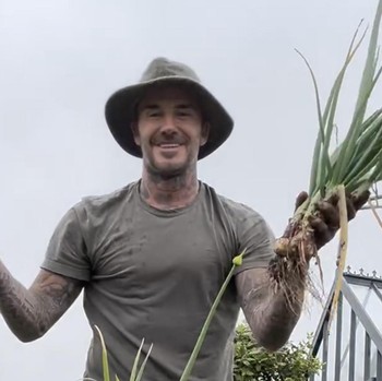 Tetap Seksi! Potret David Beckham Alih Profesi: Beternak Ayam-Bertani