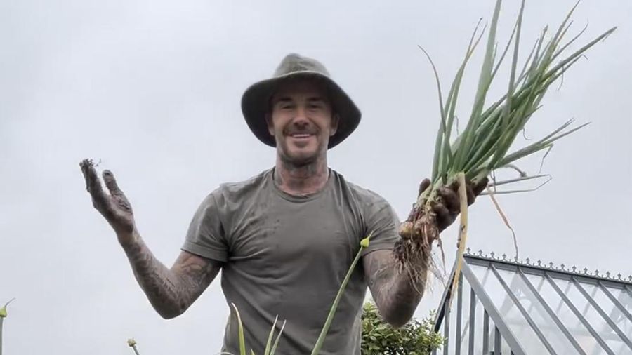 Mantan pesepakbola asal Inggris, David Beckham tengah menggeluti hobi baru bersama keluarganya yakni berkebun daun bawang dan mawar di pekarangan rumahnya. (Instagram @davidbeckham)