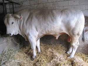 10 Jenis Sapi Terberat di Dunia, Nomor 1 dari Negara Mana?