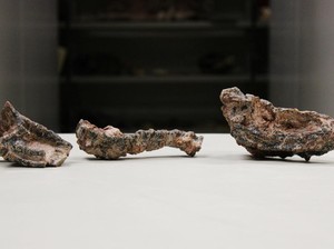Pertama Kalinya Brasil Temukan Fosil Reptil Kuno dari Masa Trias