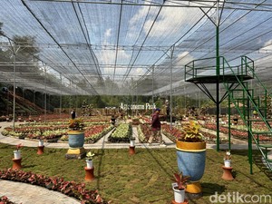Menelusuri Taman Aglaonema Sleman, Surga Tanaman Hias di Lereng Merapi