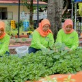 BRINita Bantu Kelompok Tani Ini Ubah Lahan Terbengkalai Jadi Produktif
