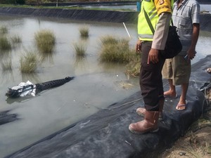 BKSDA Ungkap Buaya Masuk Tambak Warga di OKI Dipicu Sungai Pasang