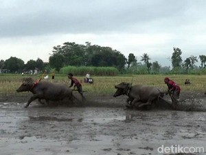 Karapan Kerbau di Lumajang, Tradisi Rasa Syukur Hasil Panen Melimpah